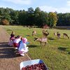 Fotografie 15 - Podzimní vycházka do obory