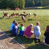 Fotografie 18 - Podzimní vycházka do obory
