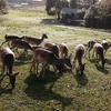 Fotografie 10 - Návštěva obory