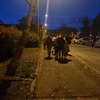 Fotografie 28 - Lampionový průvod 2023