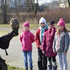 Fotografie 5 - SOVY A DRAVCI