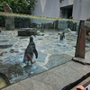 Fotografie 9 - Zoo Praha