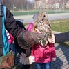 Fotografie 11 - Dravci