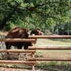 Fotografie 41 - Zoopark Chomutov