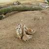 Fotografie 22 - ZOO ÚSTÍ NAD LABEM