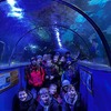 Fotografie 63 - VELKÁ BRITÁNIE - Aquarium v Hastings a Warner Bros Studio Harry Potter