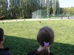 Fotografie 44 - Dravci na naší škole 6. září 2013